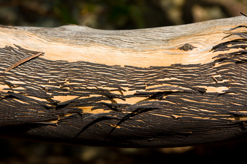 Pacific Madrone Bark Detail